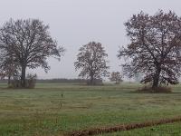 Baumtrio auf der Wiese im leichten Nebel